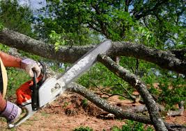 Best Palm Tree Trimming  in Sweeny, TX