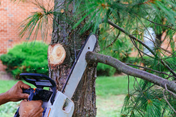 Reliable Sweeny, TX Tree Services Solutions